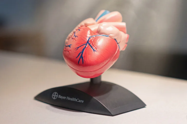 En anatomisk modell av ett mänskligt hjärta i rött och rosa med blå blodkärl, monterad på en svart bas med texten 'Bayer HealthCare'.