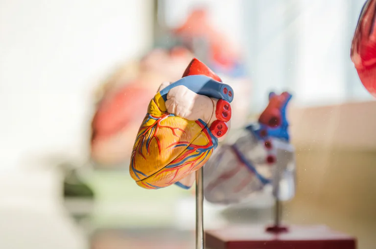 Färggranna anatomiska modeller av hjärtat visas upp i en studio eller utställning.
