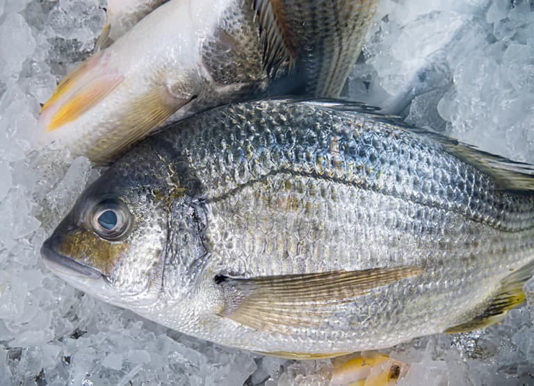 En närbild av färsk fisk som ligger på is.