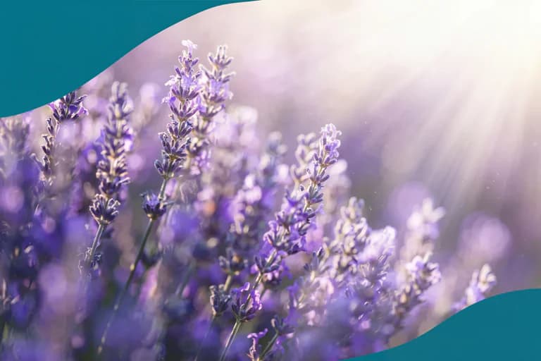 En fält med lila lavendelblommor i mjukt solljus