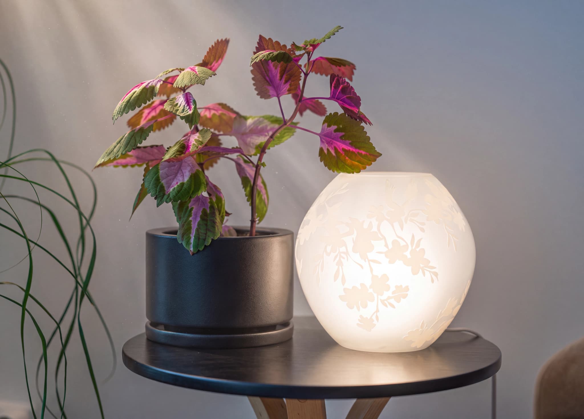 En krukväxt med färgglada blad, en vit lampa med blomstermönster och en grön växt står på ett mörkt runt bord.