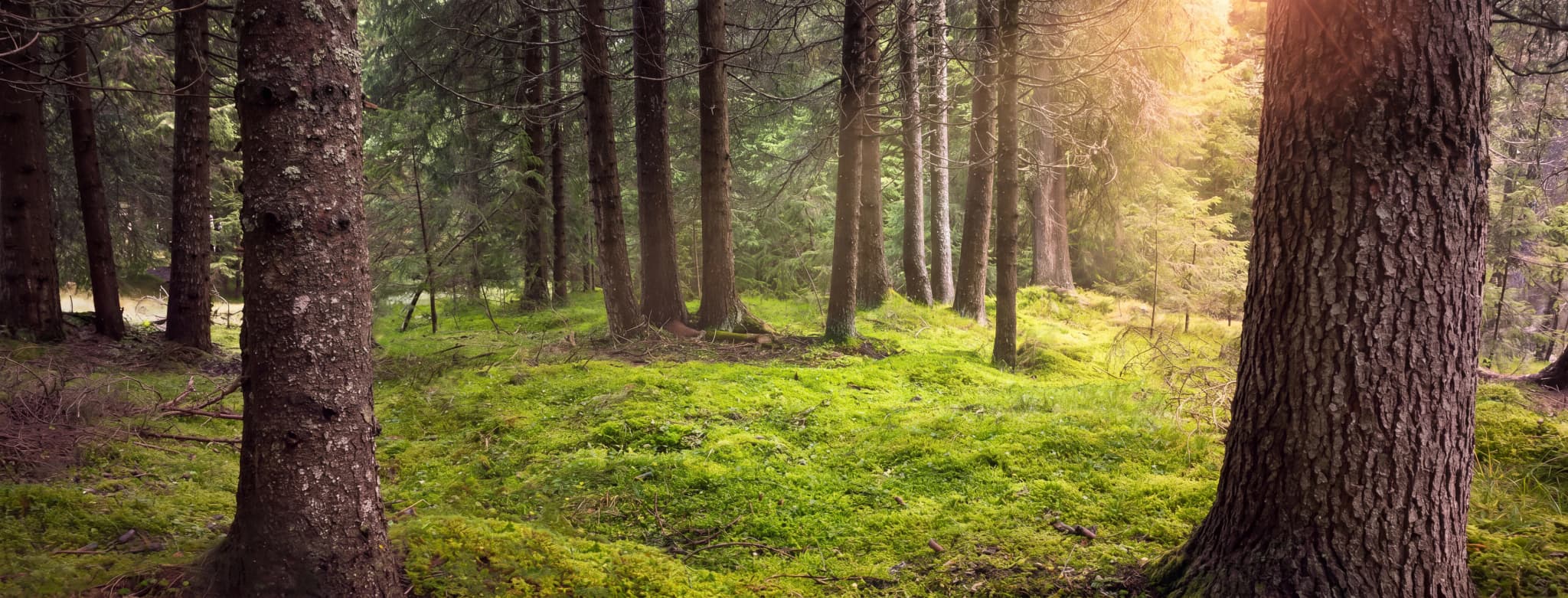 En lugn skogsglänta med frodig grön mossa som täcker marken och höga träd i bakgrunden, med solljus som silar ner genom grenarna.